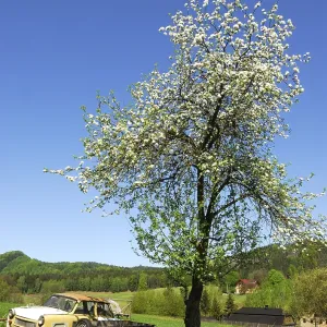 Cherry tree and Trabbi in the village of Hohenleipa (Vysoka Lipa) Cherry tree and Trabbi in the village of Hohenleipa (Vysoka Lipa)