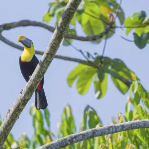 Chestnut-mandibled Toucan (Ramphastos swainsonii) perching on a tree