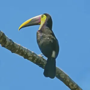 Chestnut-mandibled Toucan (Ramphastos swainsonii) perching on a tree