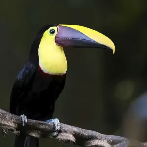 Chestnut Mandibled Toucan on a Vine in the Jungle