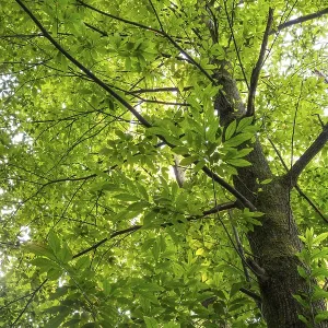 Chestnut tree (Castanea sativa) in the forest
