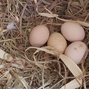 Chicken, hen eggs in the nest, Minas Gerais