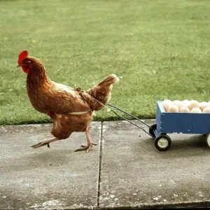 Chicken pulls a cart with eggs Chicken pulls a cart with eggs