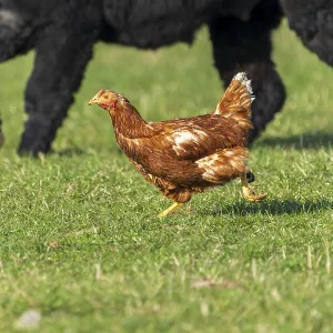 A chicken runs in a meadow, in the background a big dog