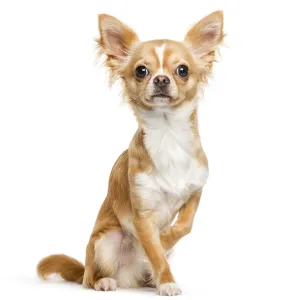 Chihuahua, 9 months old, sitting in front of white background