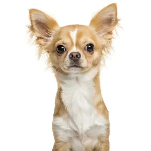 Chihuahua, 9 months old, in front of white background