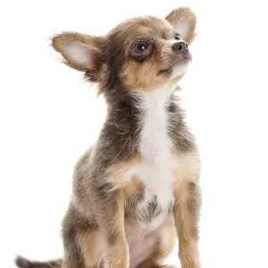 Chihuahua. Cute Chihuahua dog on a white background Chihuahua. Cute Chihuahua dog on a white background