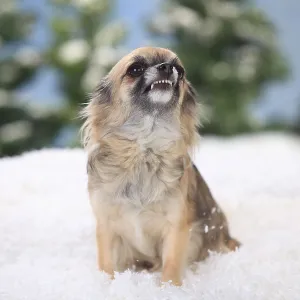Chihuahua, long hair, bitch, shows teeth