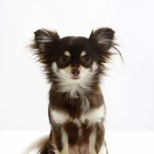 Chihuahua, long-haired