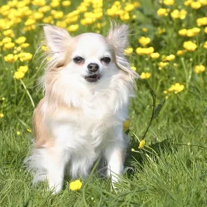 Chihuahua, long-haired