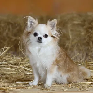 Chihuahua, longhaired, 8 years old