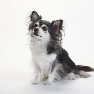 Chihuahua, longhaired, black with white Chihuahua, longhaired, black with white