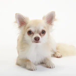 Chihuahua, longhaired, isabell