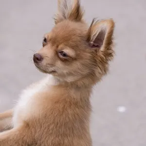 Chihuahua mix puppy on a walk, close-up Chihuahua mix puppy on a walk, close-up