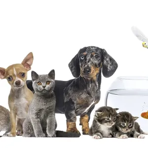 Chihuahua puppy and British shorthair kitten
