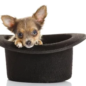 Chihuahua puppy in a hat Chihuahua puppy in a hat