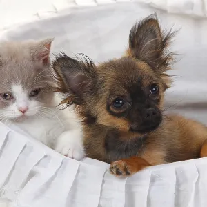 Chihuahua, puppy, longhair, 4 months Chihuahua, puppy, longhair, 4 months