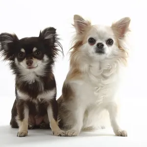 Chihuahuas, long-haired Chihuahuas, long-haired