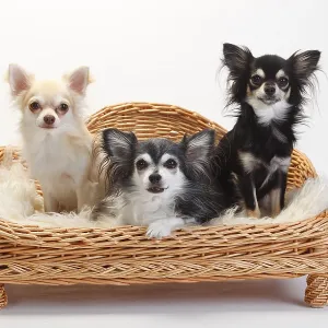 Chihuahuas, long-haired Chihuahuas, long-haired
