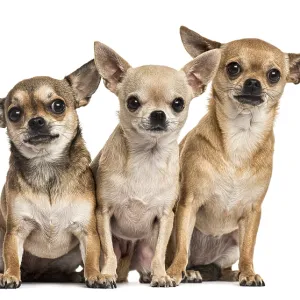 Three chihuahuas sitting, isolated on white Three chihuahuas sitting, isolated on white