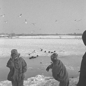Children, birds, frozen Elbe, Bleckede
