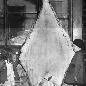 Two children with a halibut (Hippoglossus hippoglossus)