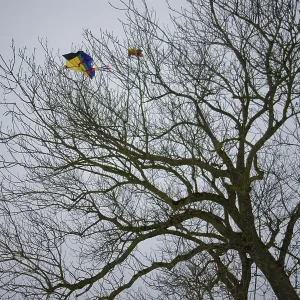 Children's kite stuck in the tree