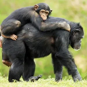 Chimpanzee (Pan troglodytes), female with young Chimpanzee (Pan troglodytes), female with young