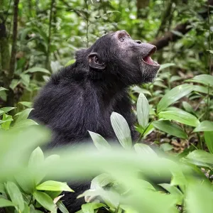 Chimpanzee (Pan Troglodytes), male on the ground Chimpanzee (Pan Troglodytes), male on the ground