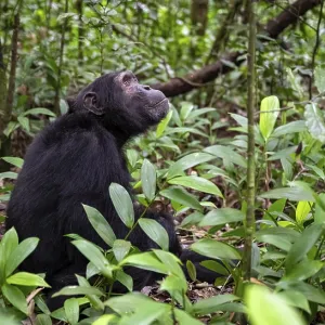 Chimpanzee (Pan Troglodytes), male on the ground Chimpanzee (Pan Troglodytes), male on the ground