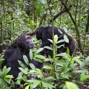 Chimpanzee (Pan Troglodytes), male running on the ground Chimpanzee (Pan Troglodytes), male running on the ground