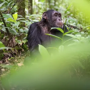 Chimpanzee (Pan Troglodytes), young animal