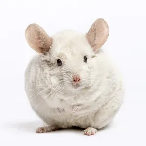 Chinchilla (6 years old)