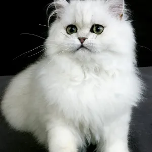 Chinchilla Persian domestic cat with green eyes