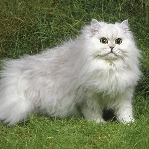 Chinchilla Persian House Cat on Grass