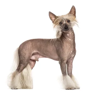 Chinese crested dog standing in front of a white background