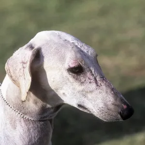 Chippiparai Indian breed of dog