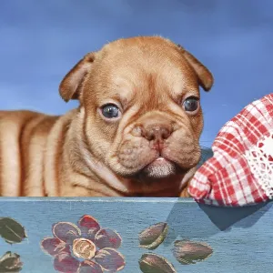 Choco Red French Bulldog dog puppy in bed in front of blue background