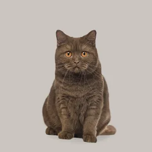 Chocolate colored british shorthair cat sitting calmly on a simple gray background