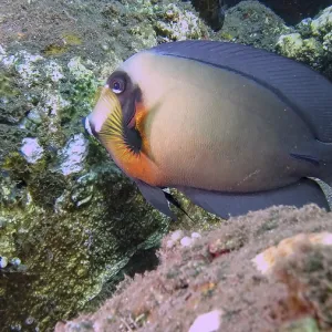 Acanthurus pyroferus in Tulamben, Bali Print Acanthurus pyroferus in Tulamben, Bali Print