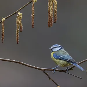When choosing where to sit at the feeding site