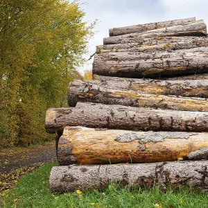 Chopped tree logs pilled up next to a forest Chopped tree logs pilled up next to a forest