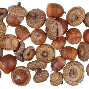 Christmas forest background of dry wild forest acorns of canadian oak tree