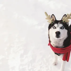 Christmas husky dog in red scarf Christmas husky dog in red scarf