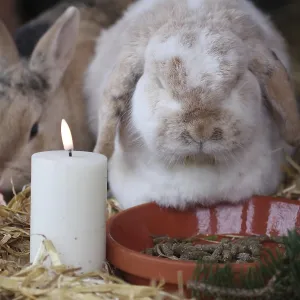 Christmas, rabbit (Cuniculus), hare