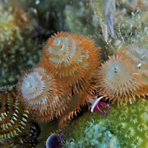 Christmas tree worm (Spirobranchus giganteus)