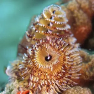Christmas tree worm (Spirobranchus giganteus)