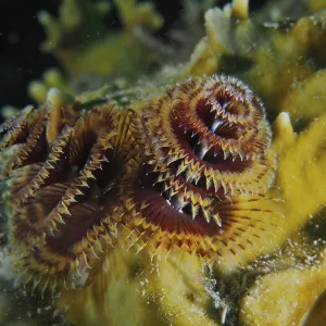 Christmas Tree Worm Print, John Pennekamp Coral Reef State Park