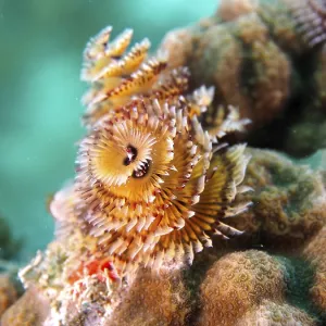 Christmas Tree Worm Print, John Pennekamp Coral Reef State Park