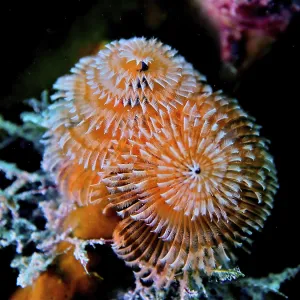 Christmas tree worm (Spirobranchus giganteus)